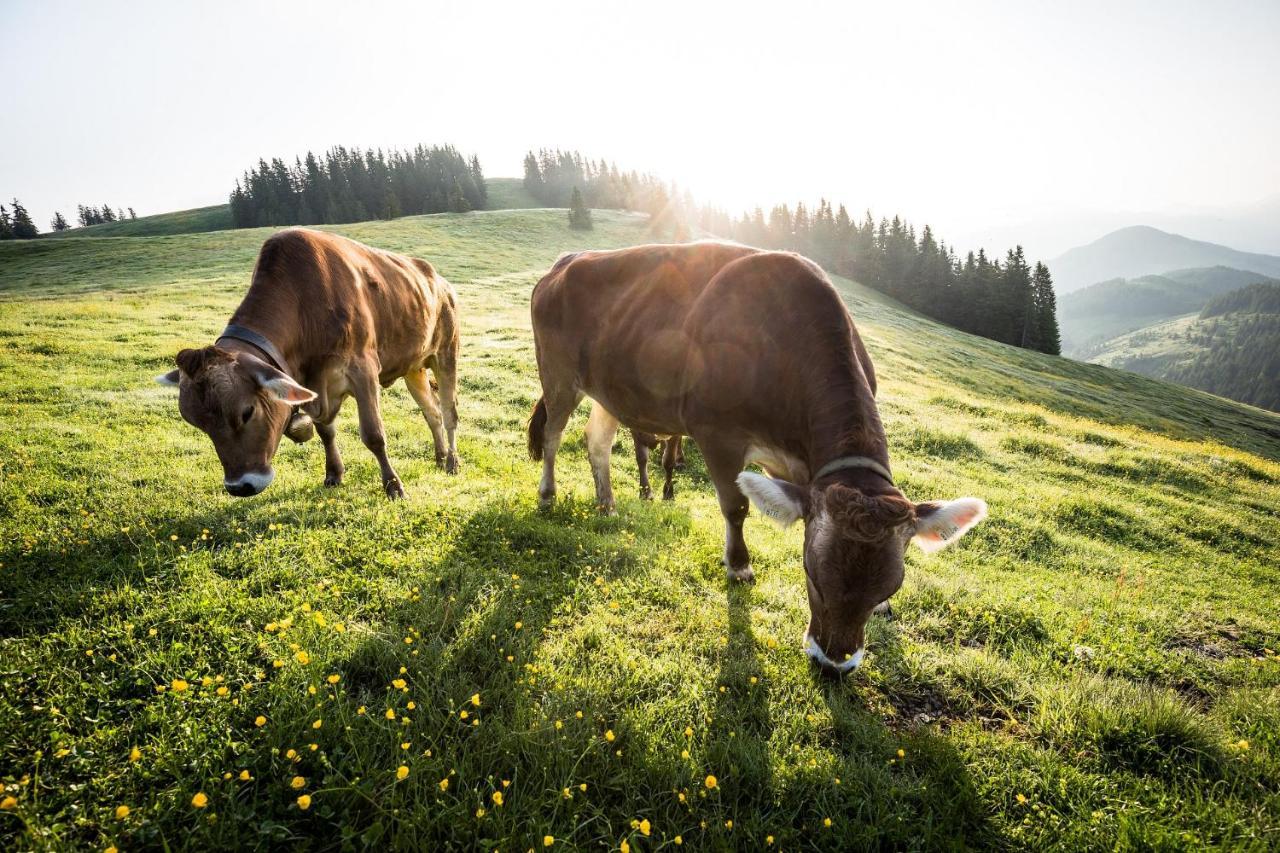Alpen I Ellmau